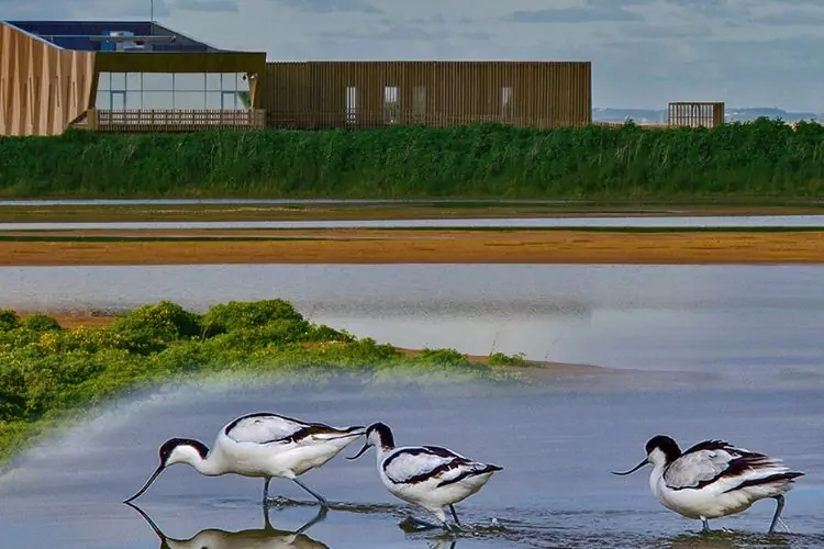 Espaço de Visitação e Observação de Aves – EVOA